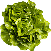 A head of lettuce
