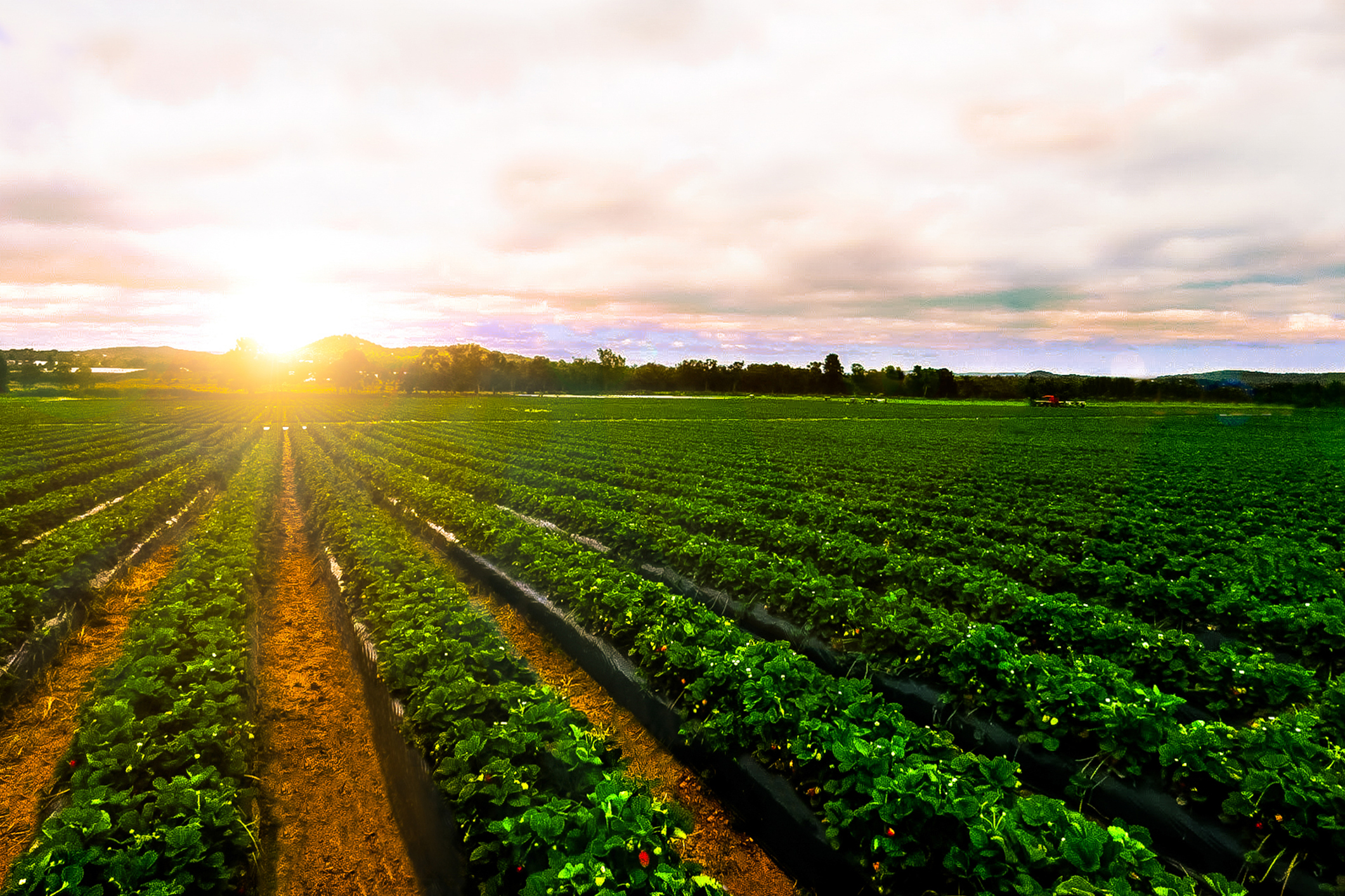 Rows of leafy greens ready for harvest in a farm field.