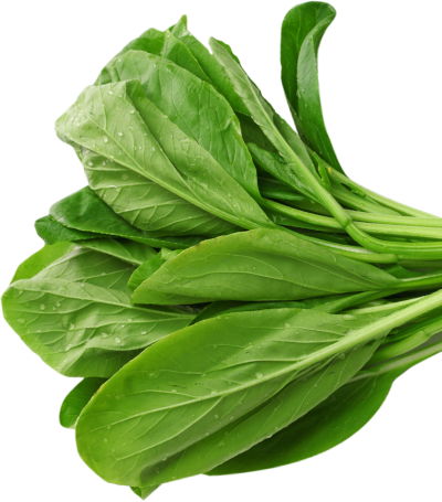Leafy Lettuce