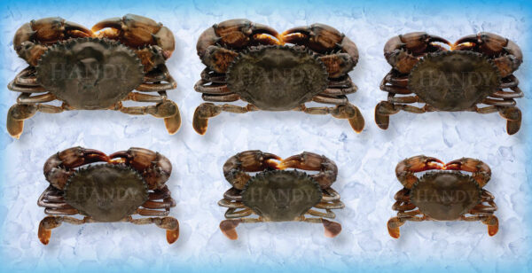 Crab, Soft Shell, Jumbo, Avg 3.5 oz, Frozen, Imported, Wild Caught