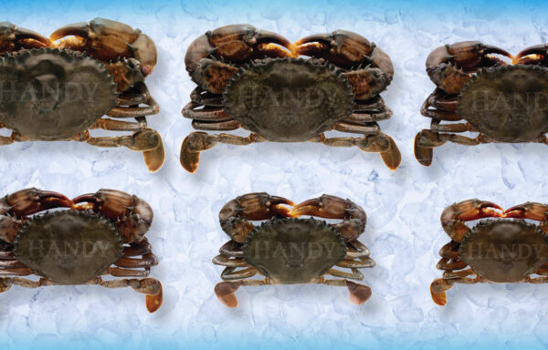 Crab, Soft Shell, Jumbo, Avg 3.5 oz, Frozen, Imported, Wild Caught