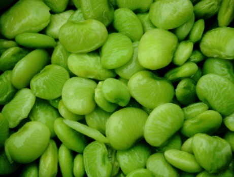 Hanover Baby Lima Beans 20#