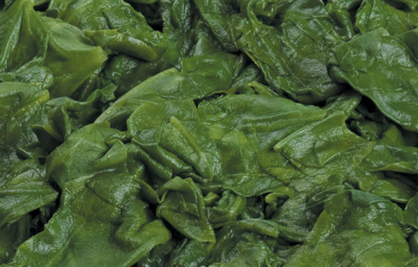 Cut Leaf Spinach 12/3#